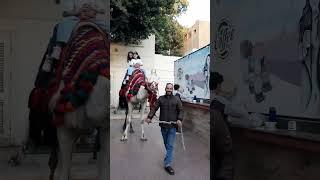 جوري خافتمن الجمل #مجد_فاميلي #shorts