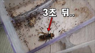 거대말벌을 혹개미군대에게 먹이로 줘보았다. with말벌유충,번데기