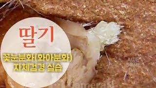 딸기 꽃눈분화(화아분화) 자체검경 실습하기