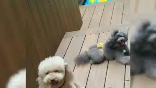 Ruff and Fetch Dog Cafe 20182107