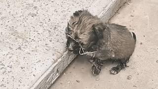 Un cachorro abandonado en una alcantarilla oscura renace con amor tras ser rescatado.