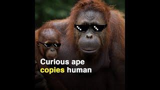 Curious ape copies human being, tries on sunglasses