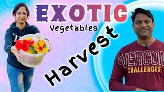 Broccoli, Knol khol & Lettuce Harvest | బ్రోకోలి, నోల్ కోల్, లెట్టుస్ Harvest | Asheera with Puppies