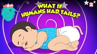 What If Humans Had Tails? | Human Anatomy | What if we Grow a Tail? | The Dr. Binocs Show