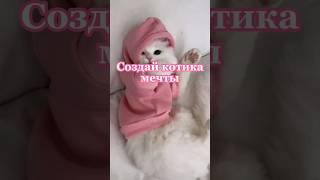 Создай котика мечты #выбирашки #vs #кот #котики #выбери #создай #shortvideo