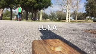 Luna - Off Leash at Park | Gulf Coast K9 Dog Training