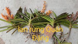 Lan rừng Quân Đặng,20/4/2021,0942413243, hhc, hải yến, sóc Lào, quế t4,tam bảo sắc,com bo,