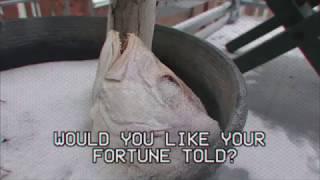 FORTUNE TELLER