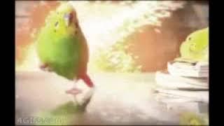 Fat budgie running