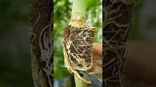 How to grow papaya trees! easy method of propagating papaya tree by air layering #papaya #gardening