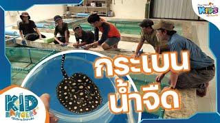 กระเบนน้ำจืด | Kid Rangers ปฏิบัติการเด็กช่างคิด