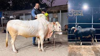 জানুয়ারীতে আমাদের টারজান, কাবলি, ভুট্টু, মোজা আর উড়াল মুরগী  Proyash Agro Farm