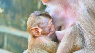 Very Hungry Rainbow Baby Monkey Libby Feeding Milk