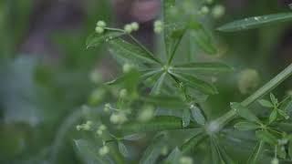 CATCHWEED BEDSTRAW (Galium aparine)