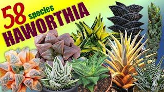 58 HAWORTHIA SPECIES | HERB STORIES