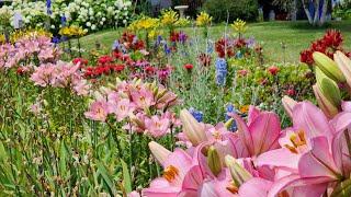 Best Flowers for Heavy Clay- Full Sun #garden #gardeningtips #droughttolerant