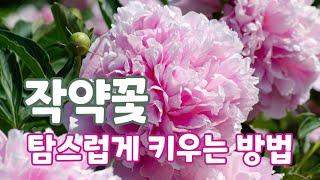 작약촉이 부풀어 오르기 시작했어요 | 작약꽃 탐스럽게 키우는 법 | Peony Garden