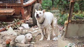 The butcher chained them up, mother dog begged desperately  to take her puppies away