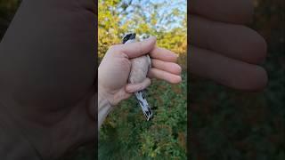 Сорокопут-ЖУЛАН  певчий хищник  мегаОБЗОР 