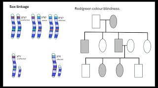 Sex determination and linkage OCR A A-Level Biology