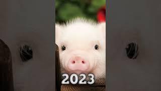 2023 piggy and 5000 bce piggy#piggy#viral#shorts.