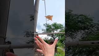 Flying squirrel 