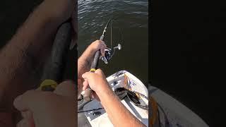 "One meter zander" #zander #walleye #fishing #bigfish