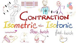 Muscle Contraction | Slow-Twitch vs. Fast-Twitch | Isometric vs Isotonic | Muscle Physiology