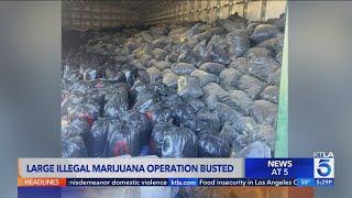 Over $100 million worth of marijuana found in San Bernardino County drug bust