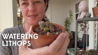 Watering Lithops: Signs of thirst and other care tips