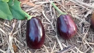 When to Harvest Your Eggplants