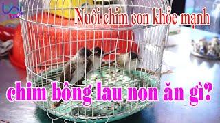 Nuôi chim bông lau non thế nào cho tốt?