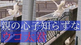 全く､親の心子知らずなウコ太君 2022-12-31 Silky walks on the fence dangerous