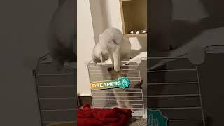 Gatos #cat #funny #dreamers #comedia #pets #foryou #memes #animals