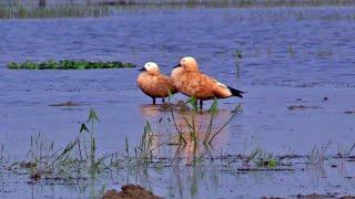 Ruddy Shelduck Birds | #ruddy #birds @enterb2h