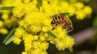 How I Took This Photo: Bee Macro