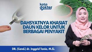 Manfaat Dan Bahaya Daun Kelor Yang Harus Kamu Ketahui l Kata Dokter