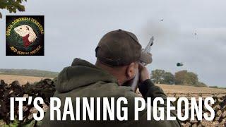 It’s raining pigeons-pigeon shooting