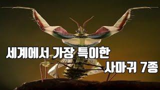 세계에서 가장 특이한 사마귀 TOP 7