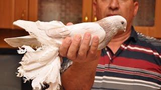 Бойные голуби Казахстана / Pigeons of Kazakhstan (Хасан касымов , Алматы, Казахстан )