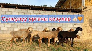 сулуу УРГАЧЫ козулар сатыкка чыкты!!