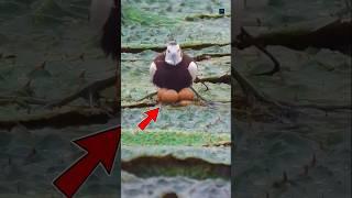 Why Is This Bird World's Most Smart? #facts #shortvideo #shorts