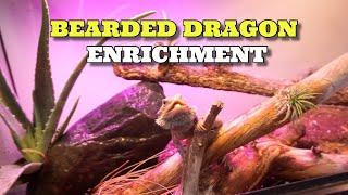 5 Ways To Improve Your Bearded Dragons Life! Bearded Dragon Enrichment!