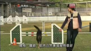 RTHK 香港故事 內有愛犬  『唐狗篇』A