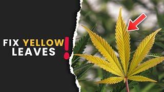 Why Are My Cannabis Leaves Turning Yellow?