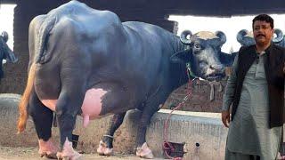 Top Nili Buffalo Breeder Mian Rashid Bodla Sb Part 2