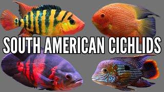 Top 7 South American Cichlid Tank Setups & Stocking Ideas