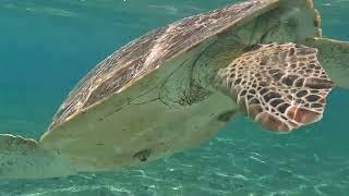 Turtle Point Snorkeling @Gili Trawangan..