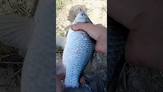 Крупный карась в паводок!