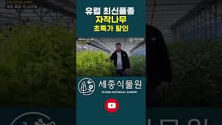 유럽최신품종 자작나무  초특가 세일 합니다! 제큐몬티 도랜보스, 자엽자작, 황금자작, 세열자작, 스웨덴자작 #정원가꾸기 #묘목 #자작나무 #정원 #정원관리 #숲 #가드닝 #도랜보스